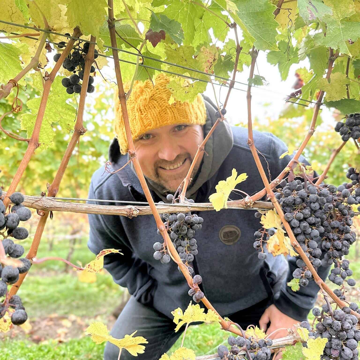 Marty looking through grape vines